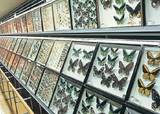 蝶の展示風景
